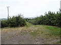 Orchards, Foxpitt Farm