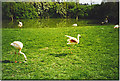 Free Range Flamingos at Birdworld.