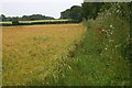 Barley Field