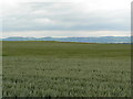 NO3022 : Wheat fields by James Allan
