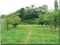 Meadow, Quarry Moor nature reserve, Ripon