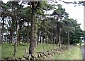 Trees at Lochliboside Hills