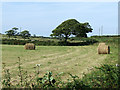 Hay bales in a field