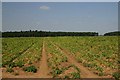 Potato field at Ampton