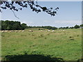 Charolais suckler cows and calves grazing at  Hillyards Plantation