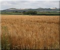 Ripening Barley Field