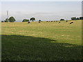 Cows and Sunshine