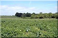 Potato field, Basford