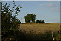 Willow Tree in Cornfield Chearsley-Chilton Road