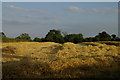 Cornfield and trees