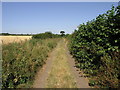 Tree in a Lane