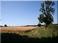 Field of Oats near Docklow