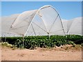 Strawberries under Polytunnels