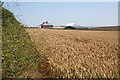 Wheatfield and Farmhouse