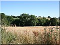 Oats near Maidenhyde Farm