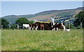 Eatery at Maes Llan.