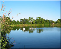 SJ5949 : Swan and cygnets on Baddiley Reservoir by Espresso Addict