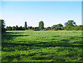 Cattle pasture at Larden Green Farm