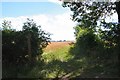 Footpath at Assington Green