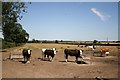 Cattle near Willingham-by-Stow