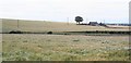 Barley Field