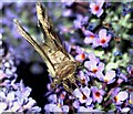 Silver Y moth (Autographa gamma) on buddleia