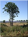 Trees and Fields near Wingfield