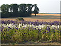 Delphiniums at Woodcote