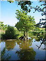 Marooned trees at Marbury Big Mere