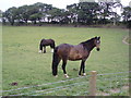 Wellsfield Stable, Health Centre etc