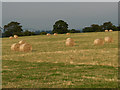 Hay-meadow, Middleton