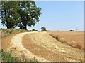 Harvest time