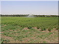 Potatoes and Water