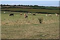 Cattle Grazing