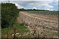 Field of Brassicas