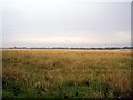 Cereal crop in field east of Stoke