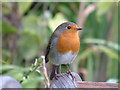 A Robin at Buckfast Abbey