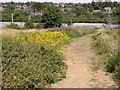 View towards a Railway from a Bridleway