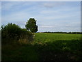 A field of beet near Cockpit Hall