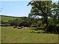 Meadow by Collaford Bridge