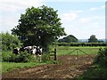 Curious Cattle