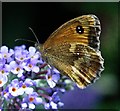 Gatekeeper (Pyronia Tithonus) underside