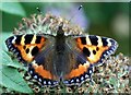 Small Tortoiseshell (Aglais urticae)