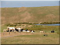 SN6976 : Cattle by reservoir at Banc Blaen Magwr by John Lucas