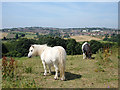 Ponies at Beulah Farm