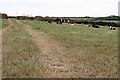 Pasture with Cows