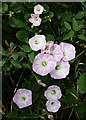 Field Bindweed Flowers