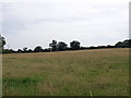 Grass ready to be cut for hay at Berthengron Farm