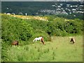 Horses near Fishguard