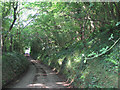 Leafy lane through Backpath Wood